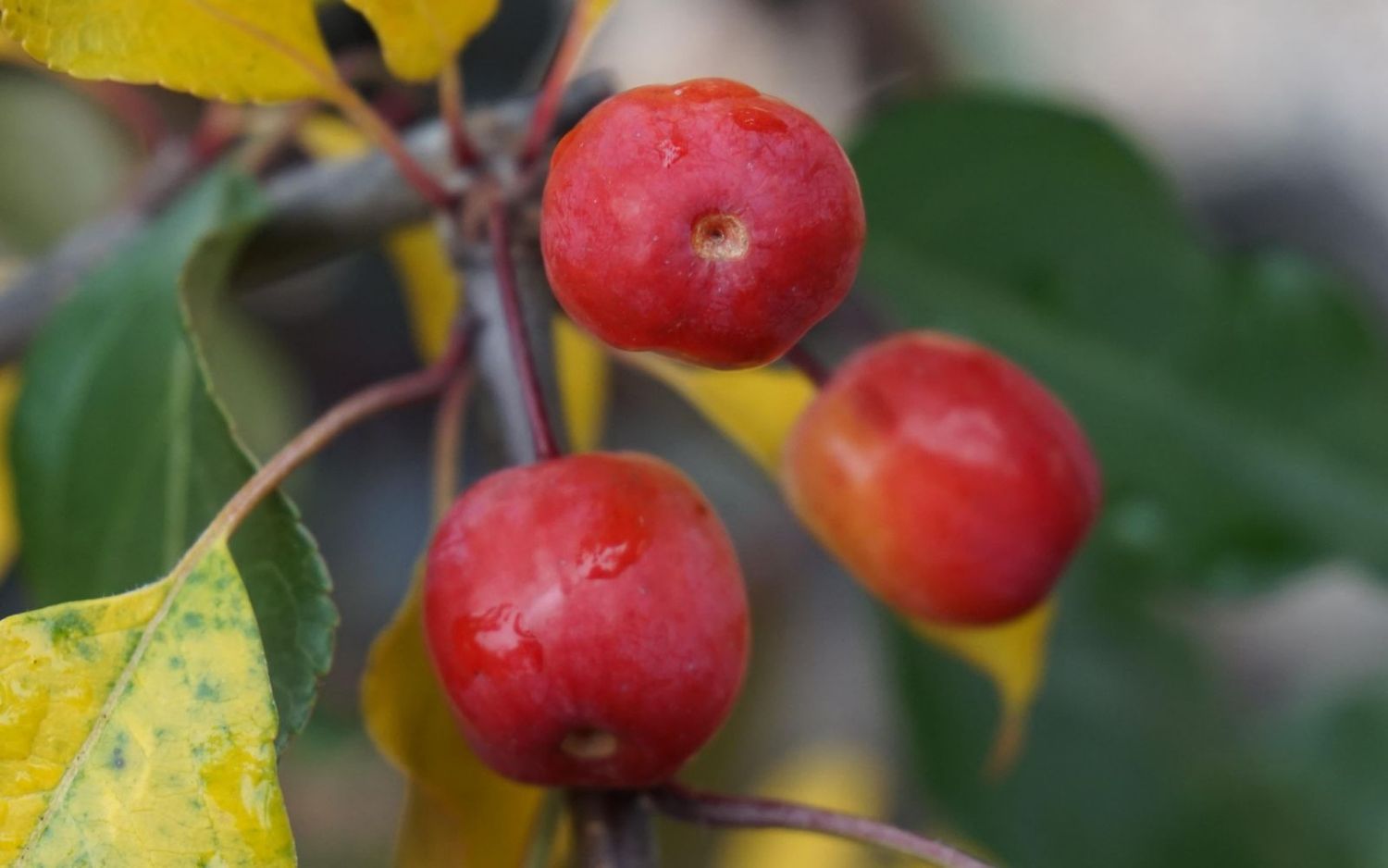 Rudolph crab apple tree for sale