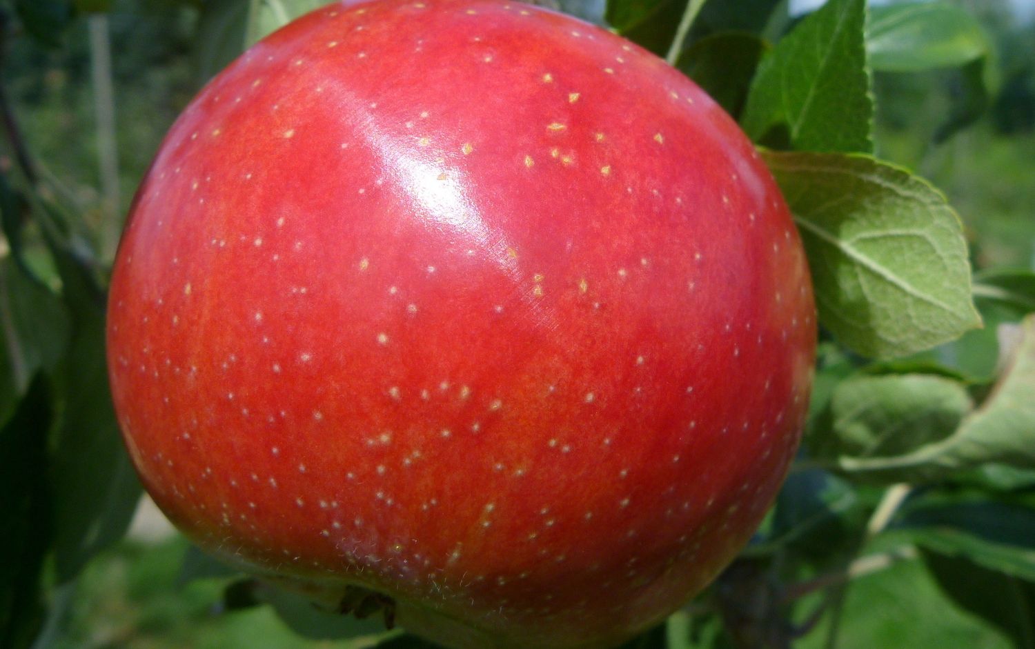 Zestar! apples