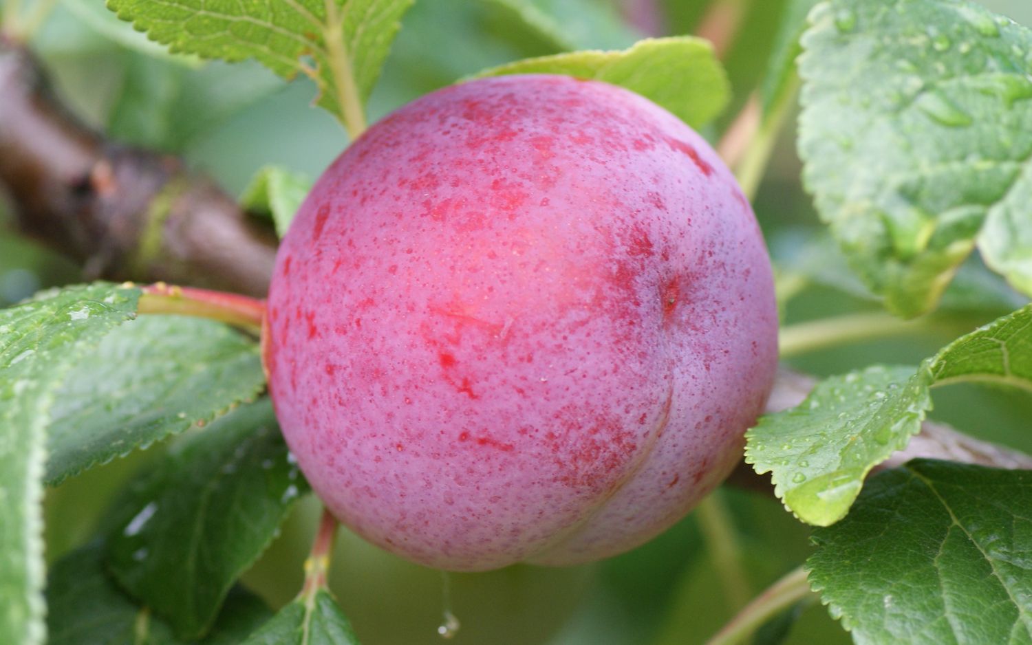 Reeves plums