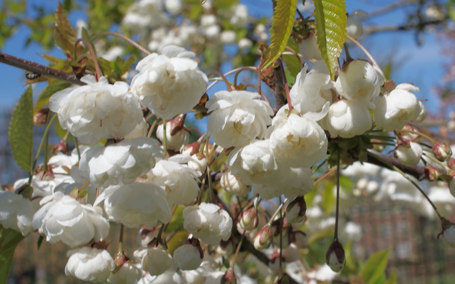 Prunus avium Plena blossom