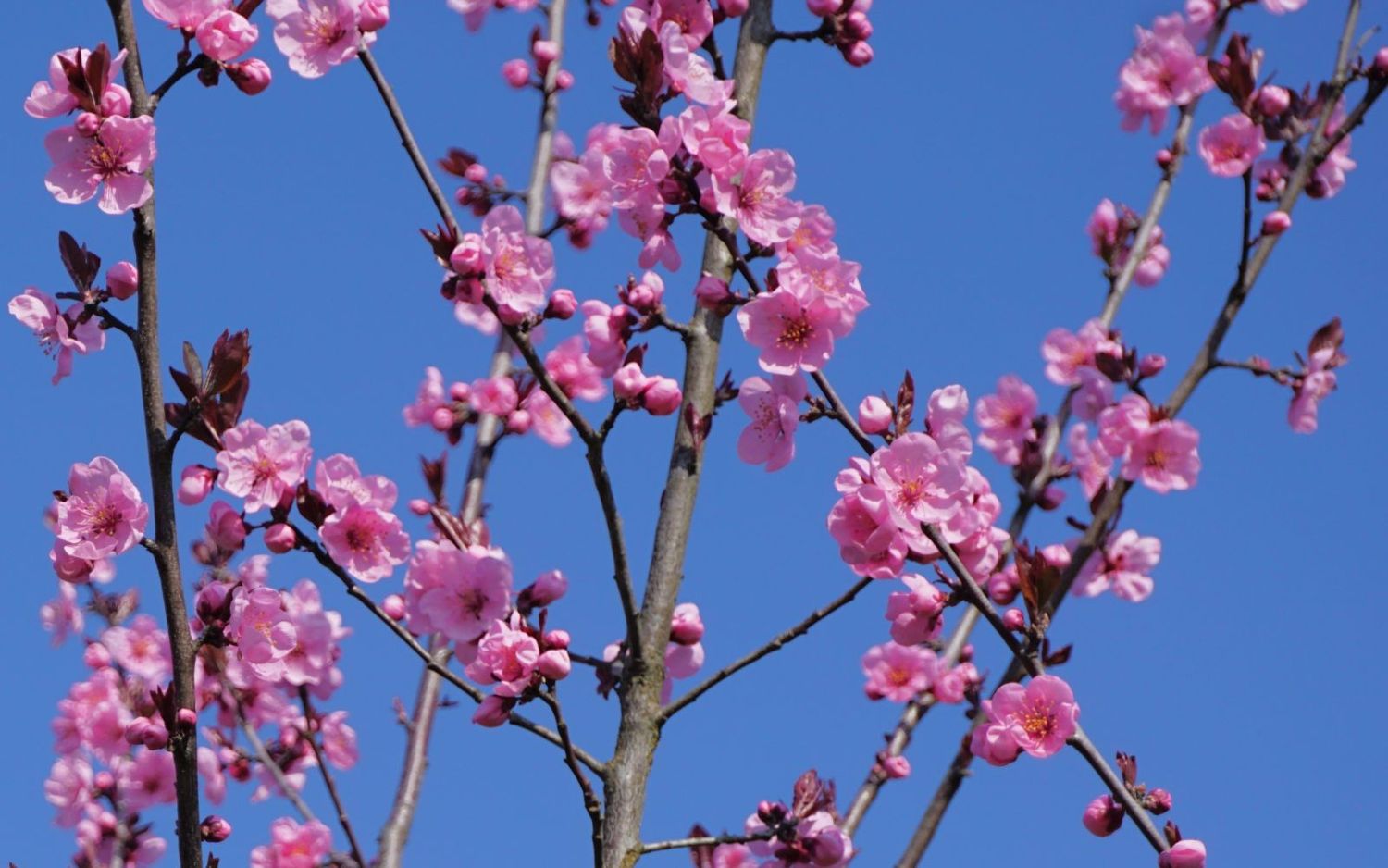 Prunus x persicoides Spring Glow flowering cherry tree for sale