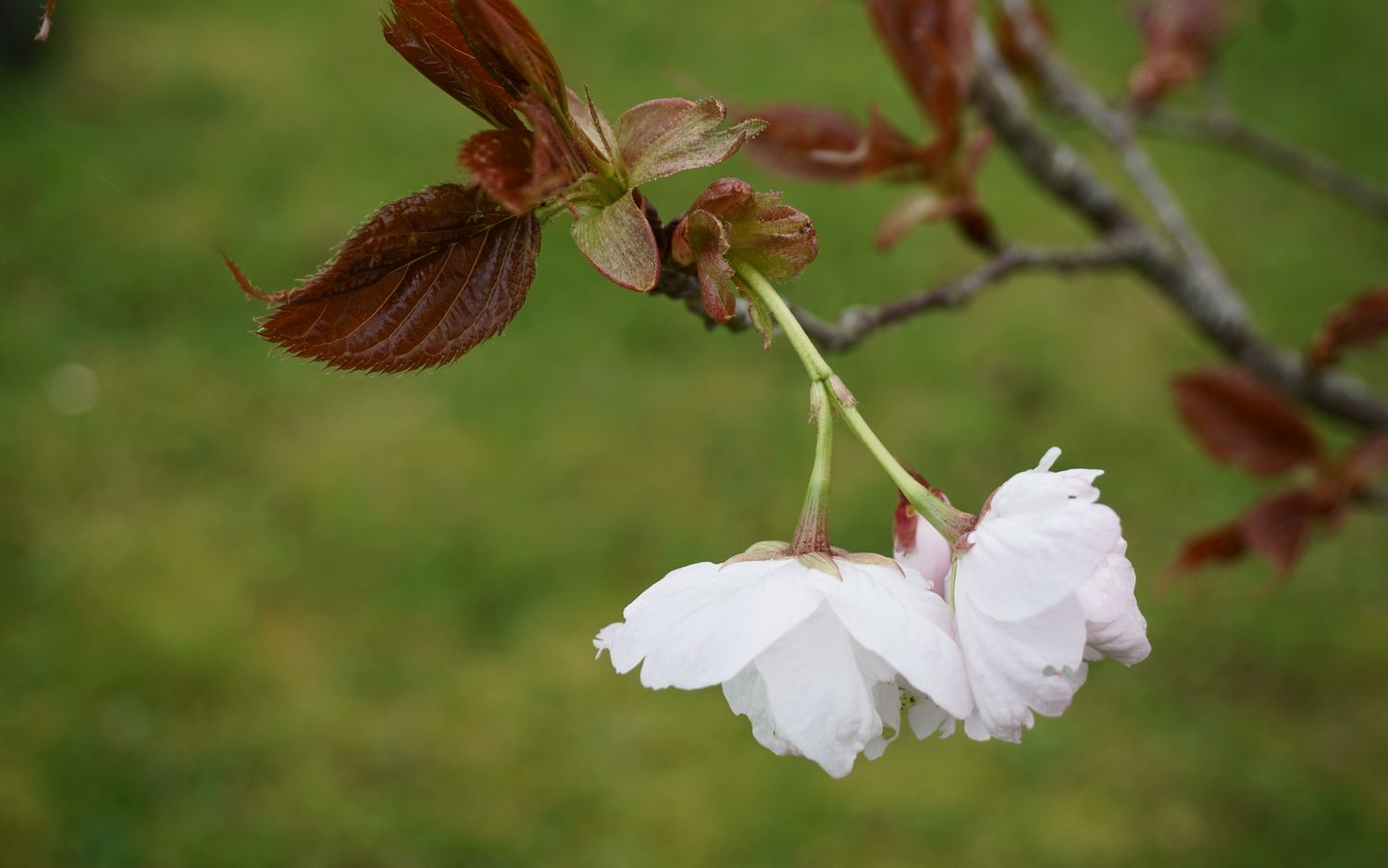 Prunus Matusmae fuki blossom