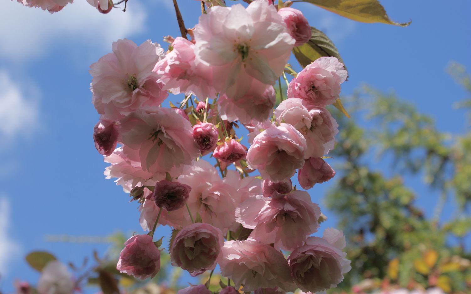 Hanagasa Pink Parasol flowering cherry tree for sale