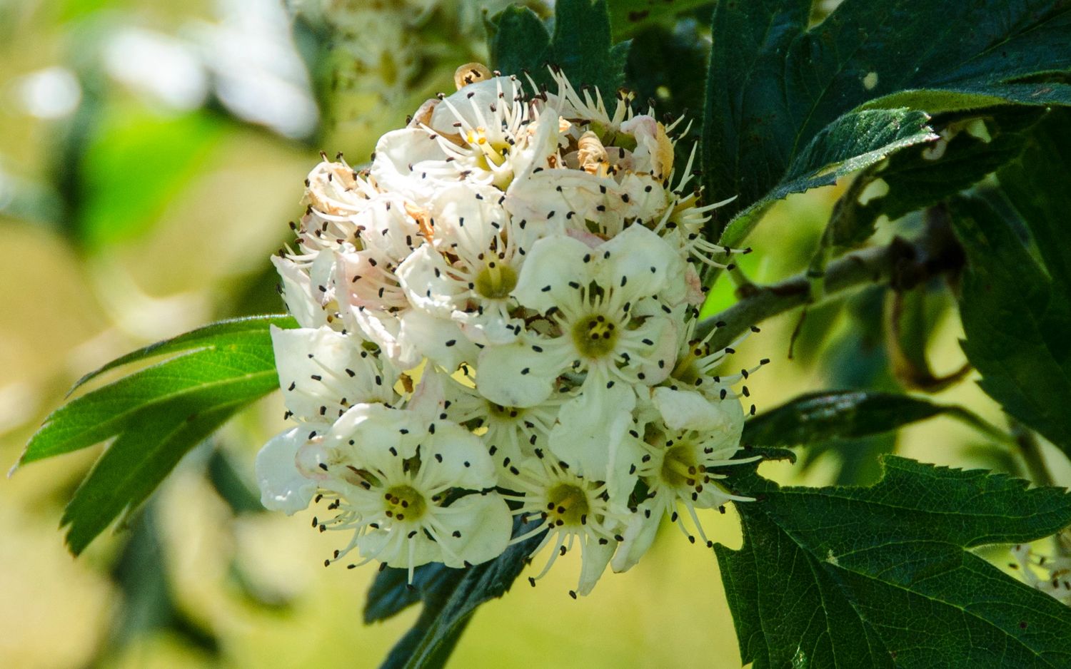 Crataegus arnoldiana blossom