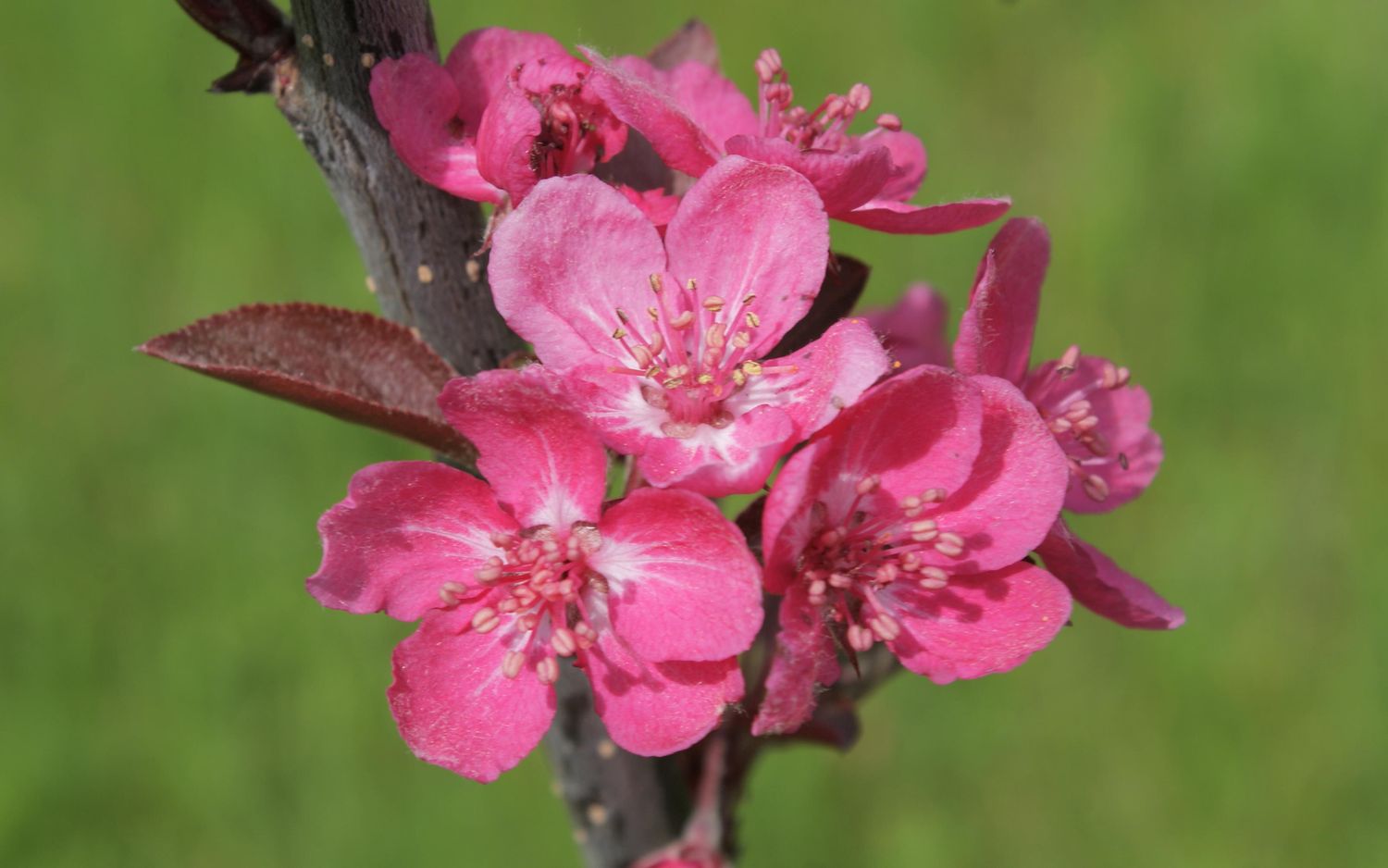 Malus hupehensis Cardinal blossom