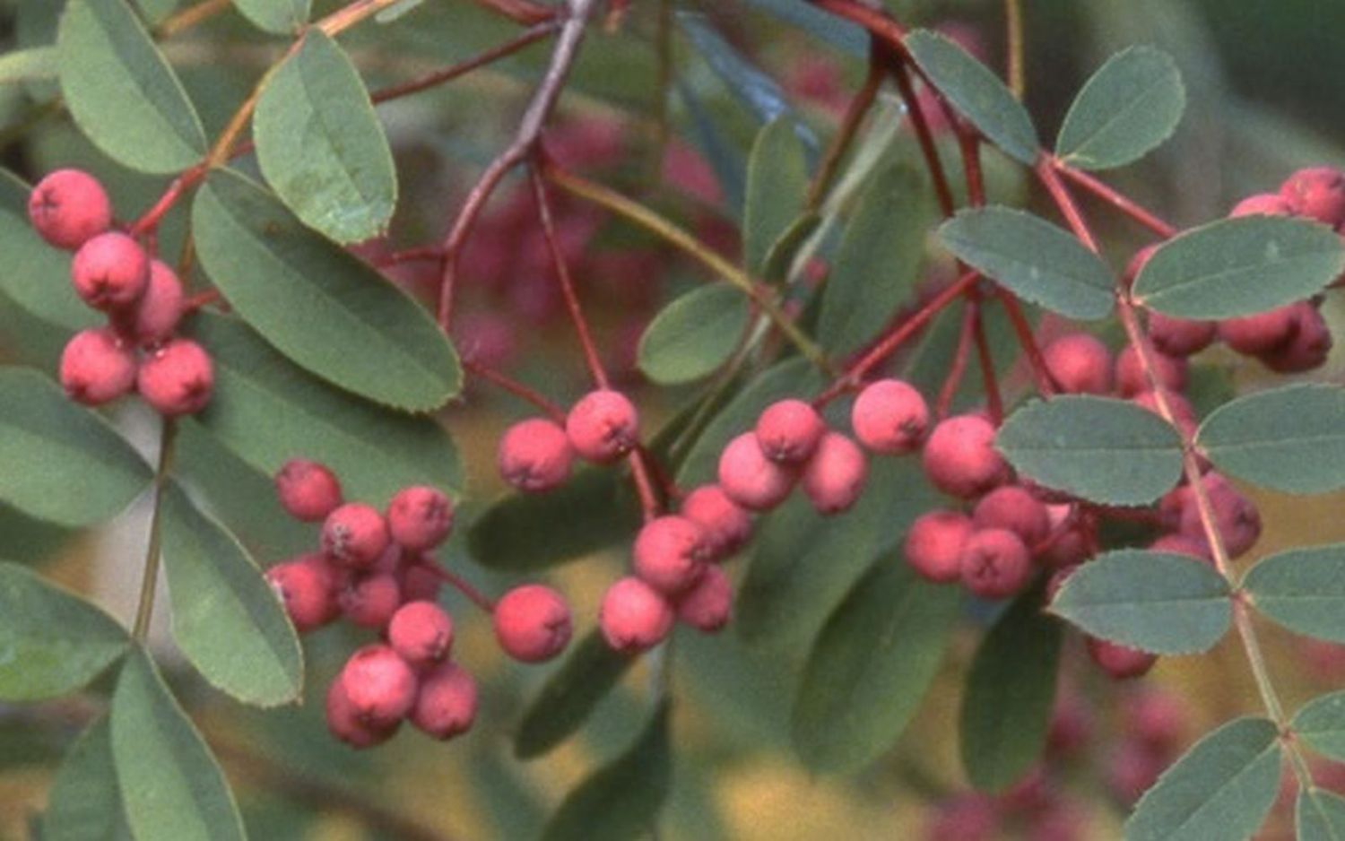 Ember Glow rowan tree for sale