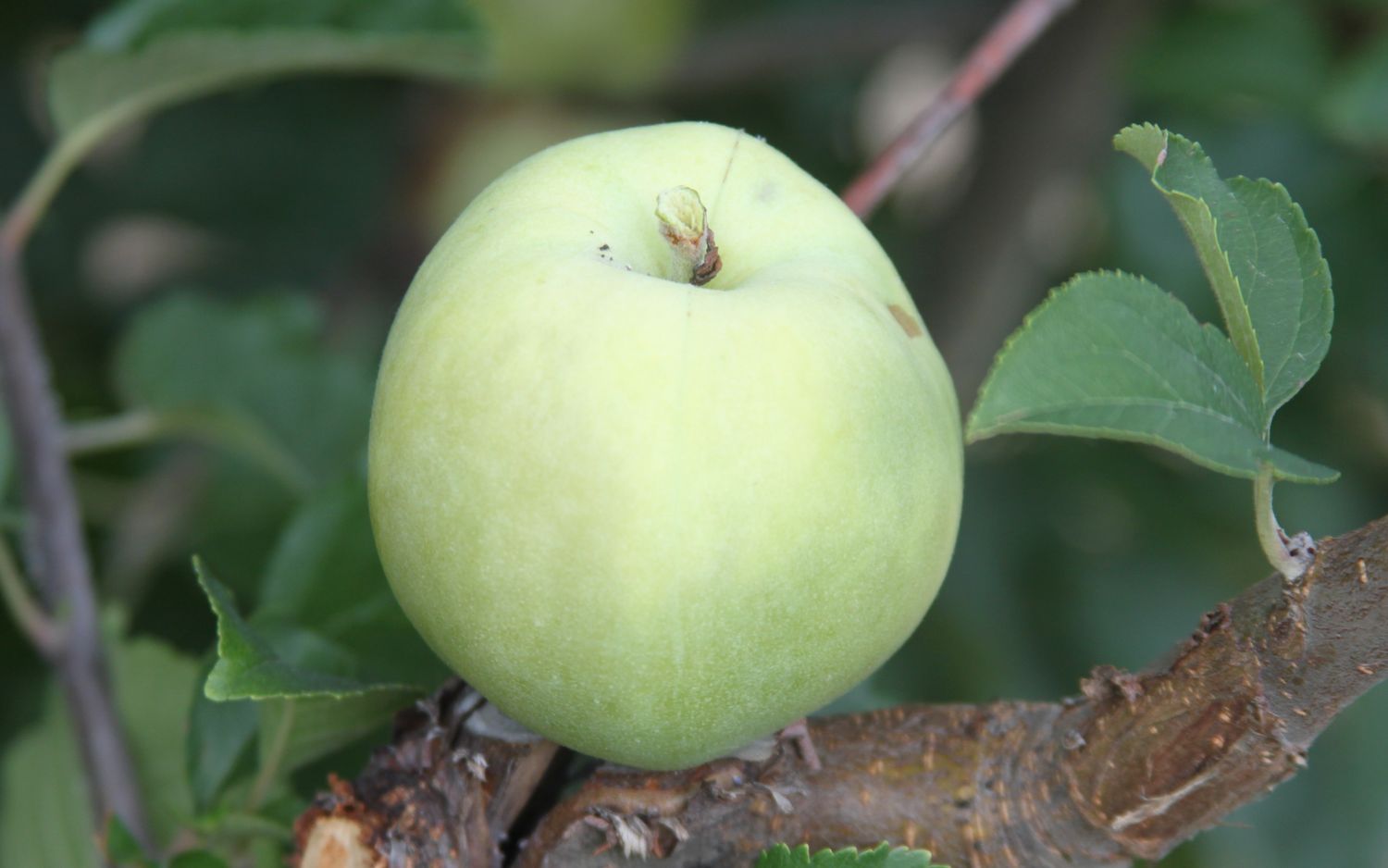 Amere de Berthencourt apples