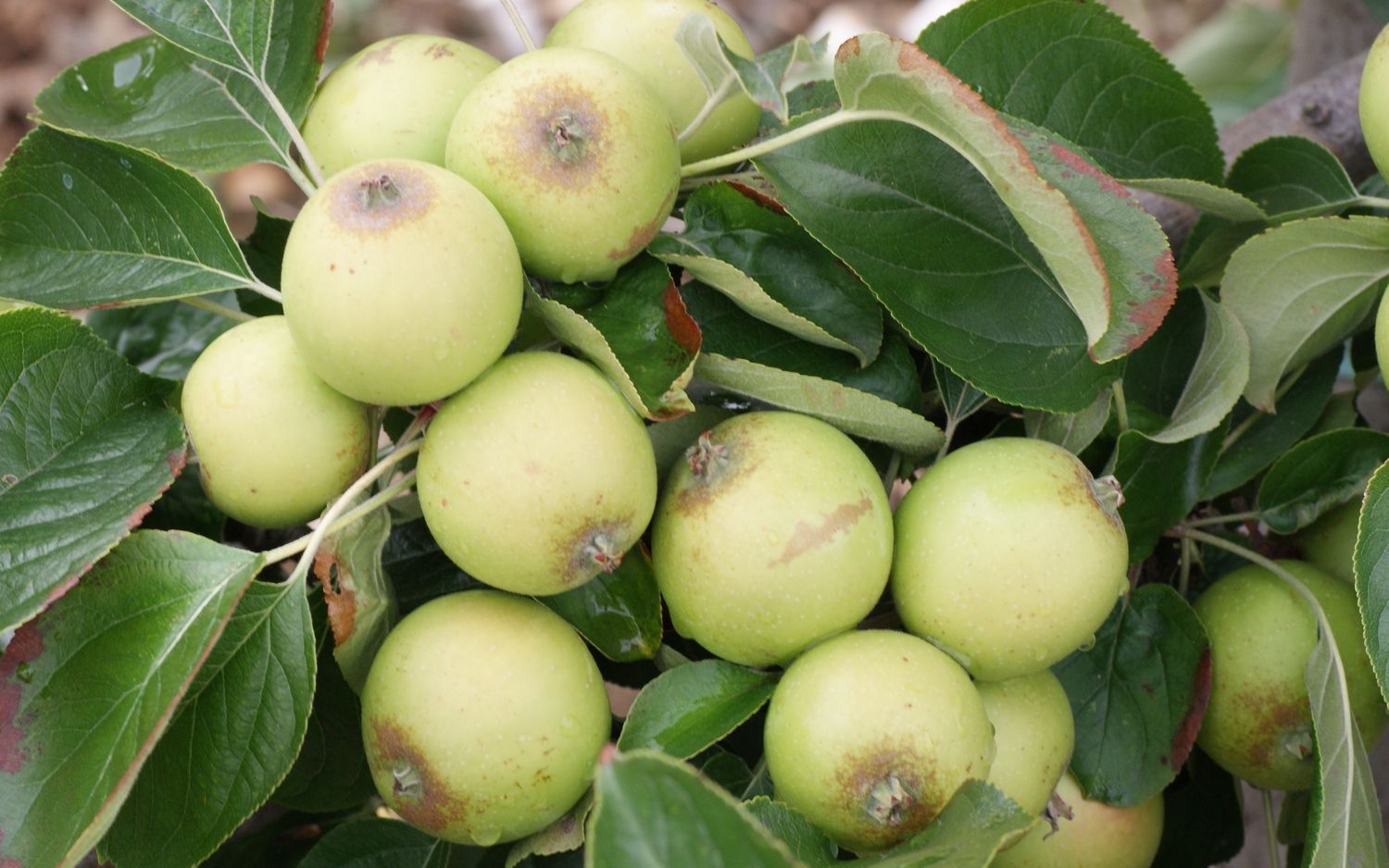 Brown Snout apples
