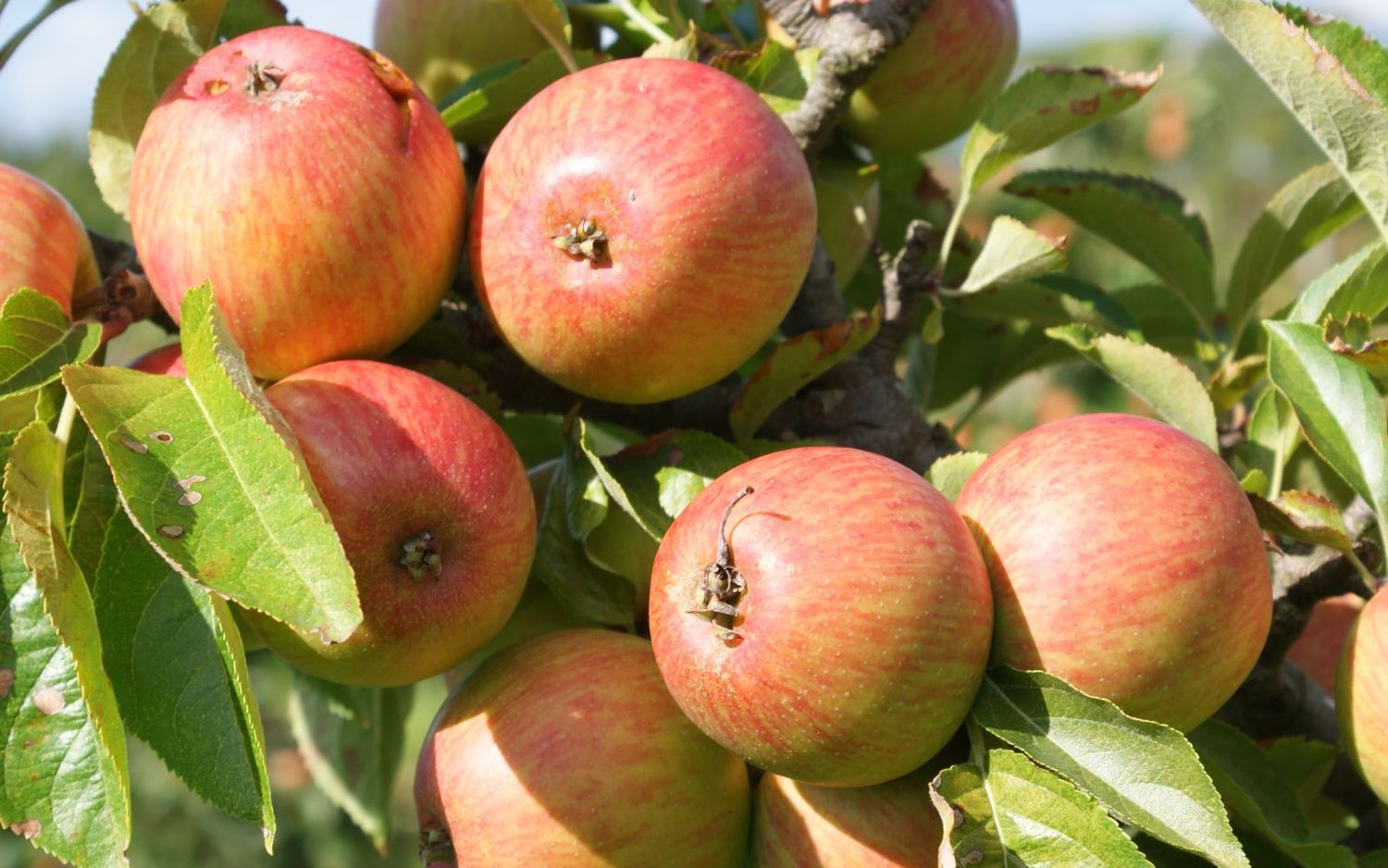 Doux Normandie cider apple tree for sale