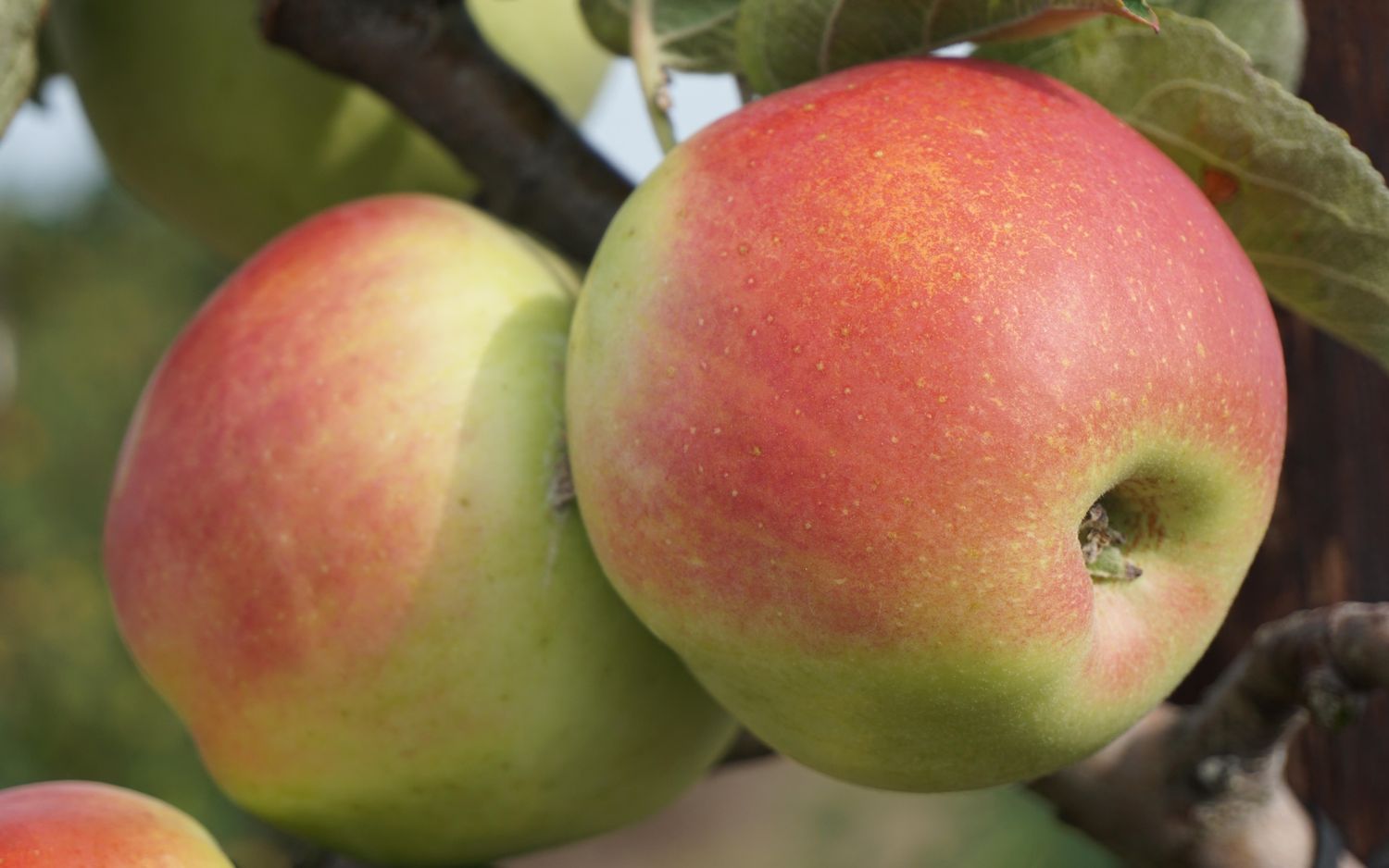 Regent apples