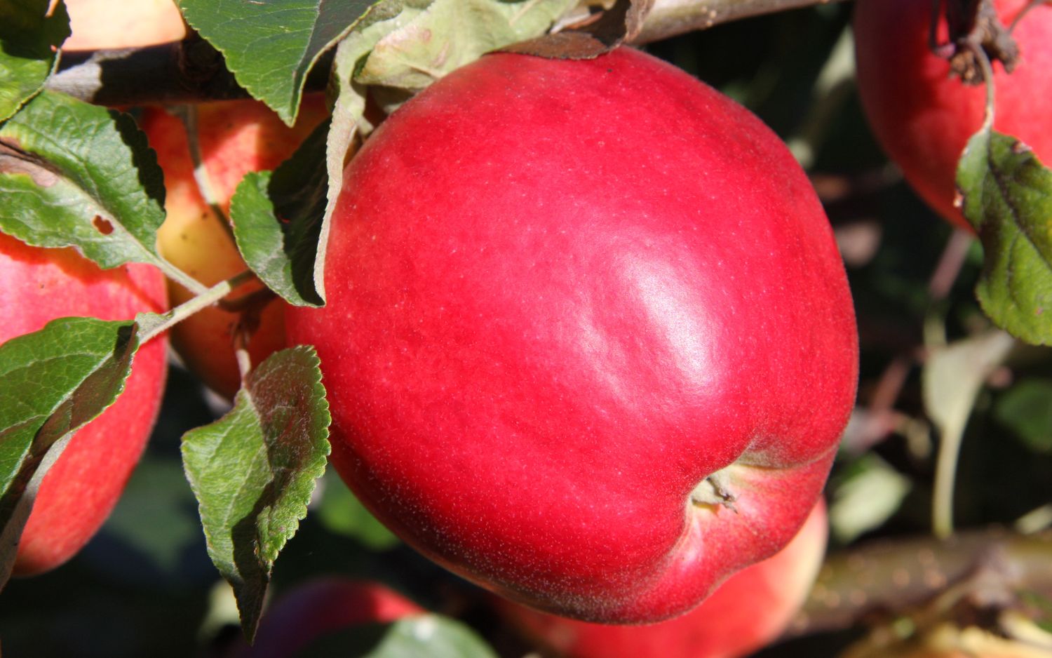 State Fair apples