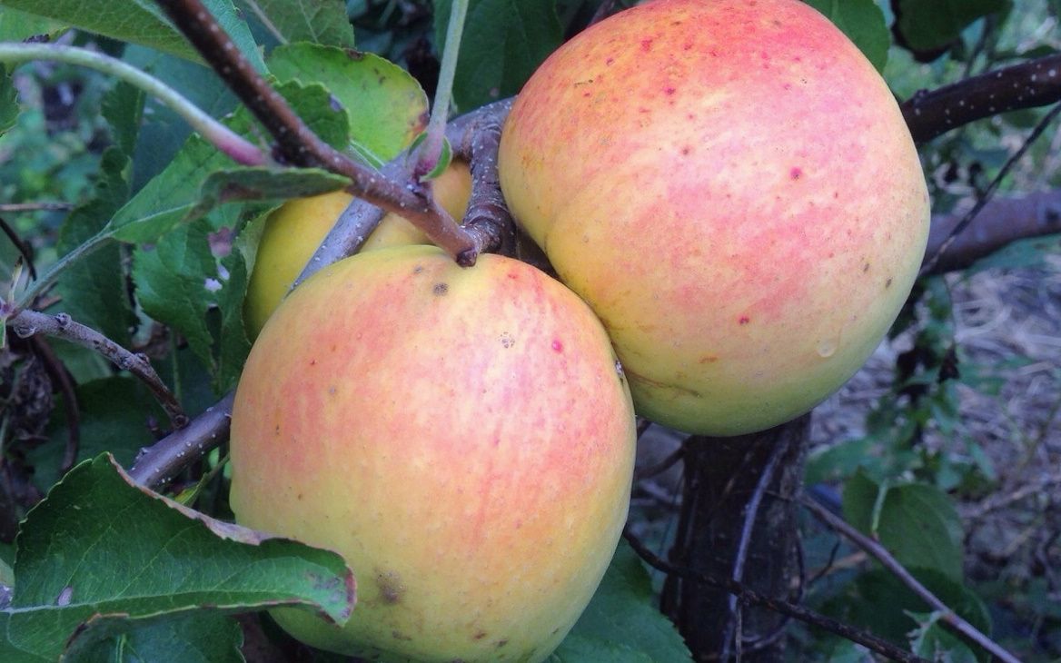 SunCrisp apples