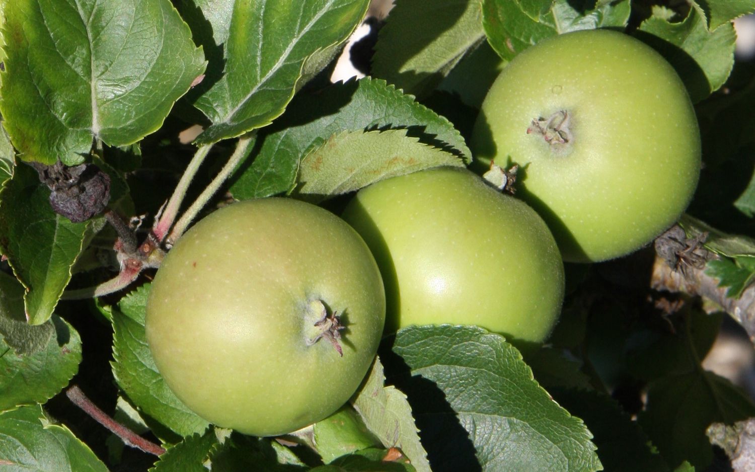 Vilberie apples