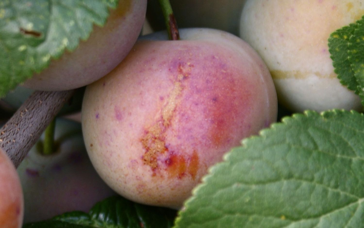 Shepherds Bullace damson tree for sale