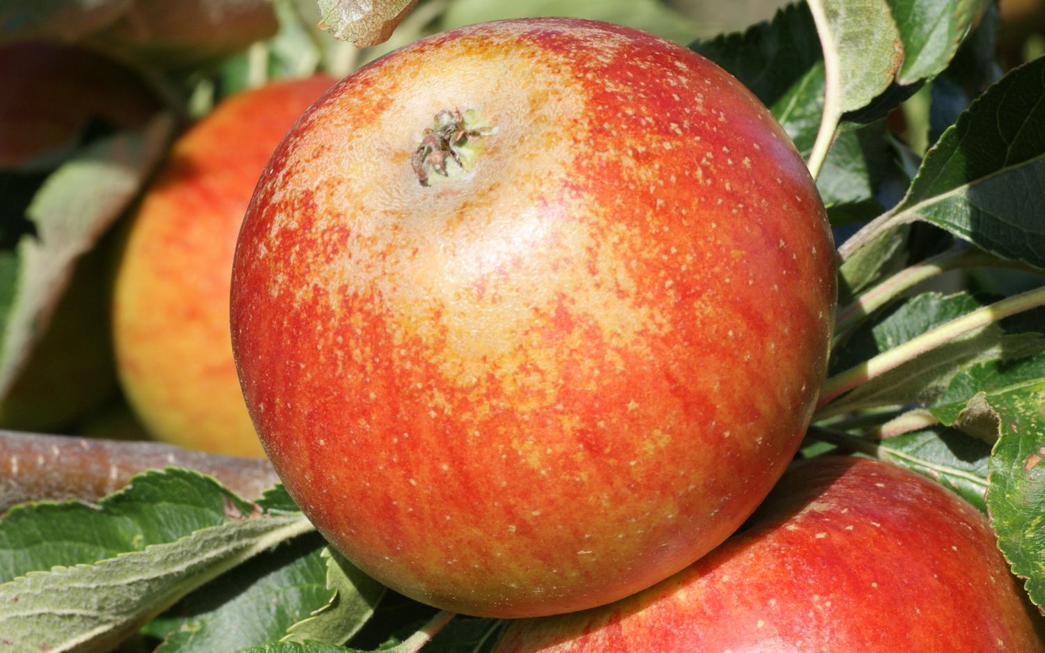 Suntan apples