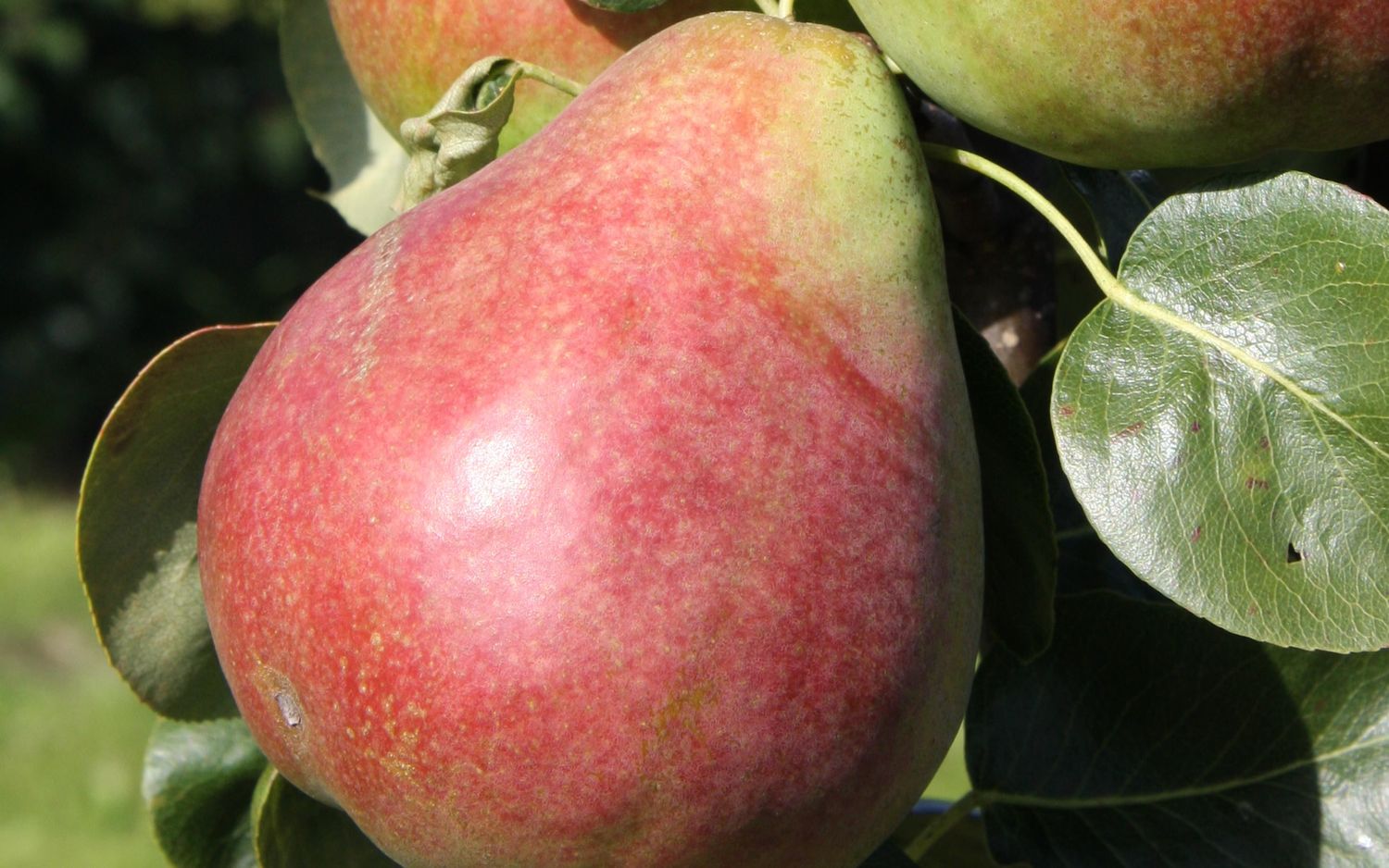 Obelisk pears