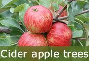 Cider apple trees for sale