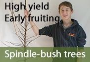 Spindle-bush commercial grade fruit trees