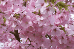 Trees for spring blossom