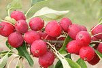 Tree with persistent fruitlets