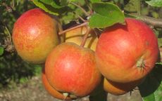 Rubinette 