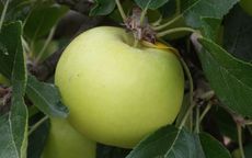 Limelight Apple