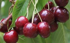 Stella Cherry