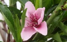 Peregrine Peach / Nectarine