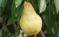 Bartlett Pear