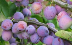 Opal Plum