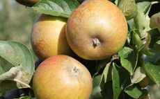 Ashmead's Kernel apple trees