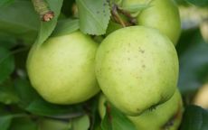 Golden Delicious 