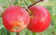 Cornish Aromatic 