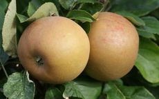 Zabergau Reinette apple trees