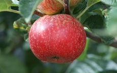 Beauty of Bath apple trees