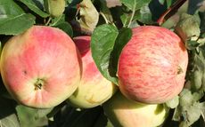 Duchess of Oldenburg apple trees