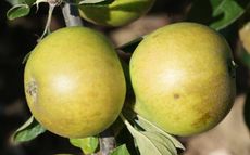 Lemon Pippin Apple