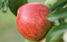 Lord Hindlip Apple
