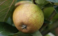 Rosemary Russet 