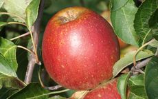 Tydeman's Late Orange 