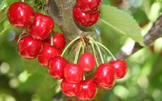 Directory of cherry varieties starting with A