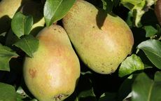 Glou Morceau pear trees