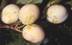 Warwickshire Drooper Plum