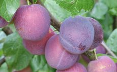Excalibur plum trees