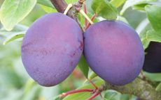Directory of plum varieties starting with V