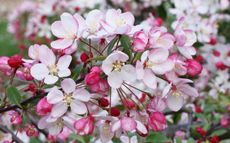 Japanese Crab Crab-apple