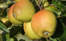 Golden Russet 