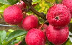 Wickson Crab-apple