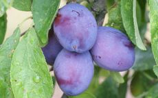 Ersinger Fruhzwetsche Plum