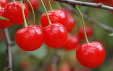 Montmorency Cherry